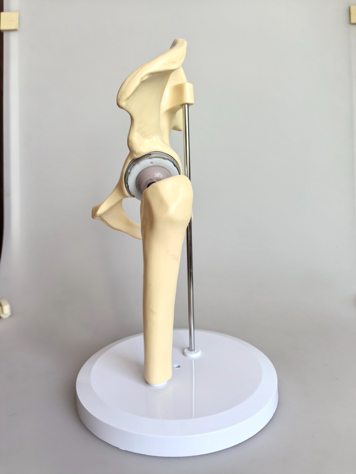 Artificial 1:1 Size Hip Joint Replacement Medical Anatomical Skeleton Model