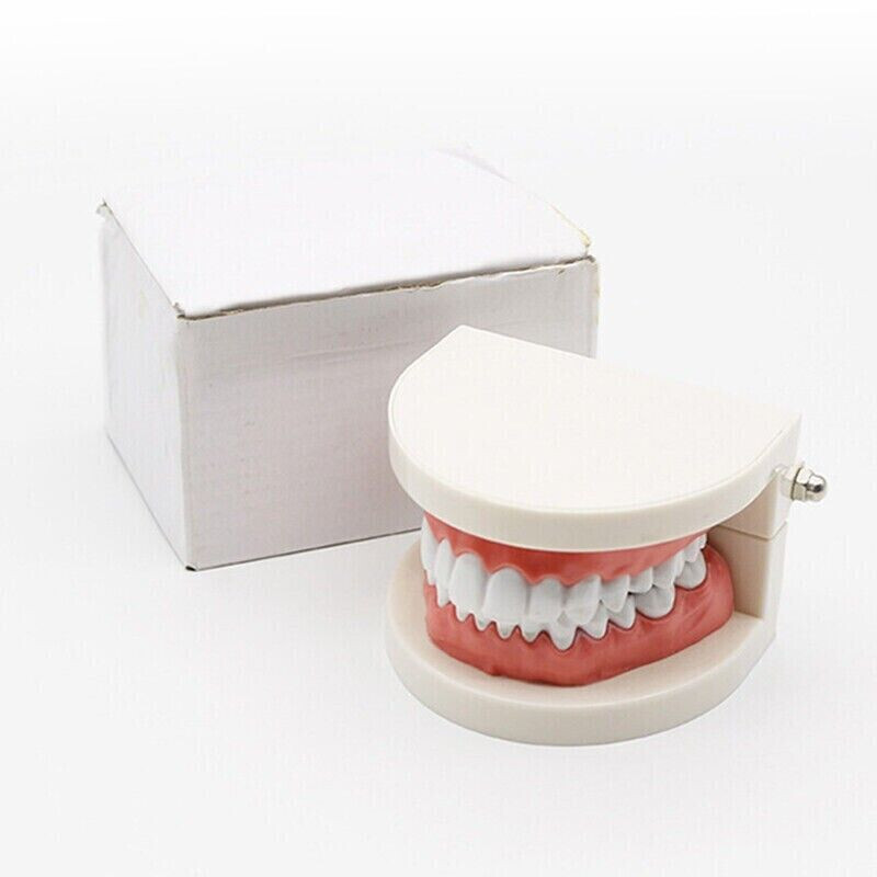 5 Pcs Dental High Quality Material Decay Standard Teeth Teach Adult Caries Model
