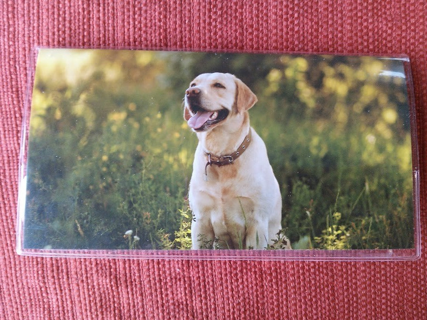 Cats, Dogs, or Butterfly Pocket Calendars 2026-2027 2-Year Pocket Planner