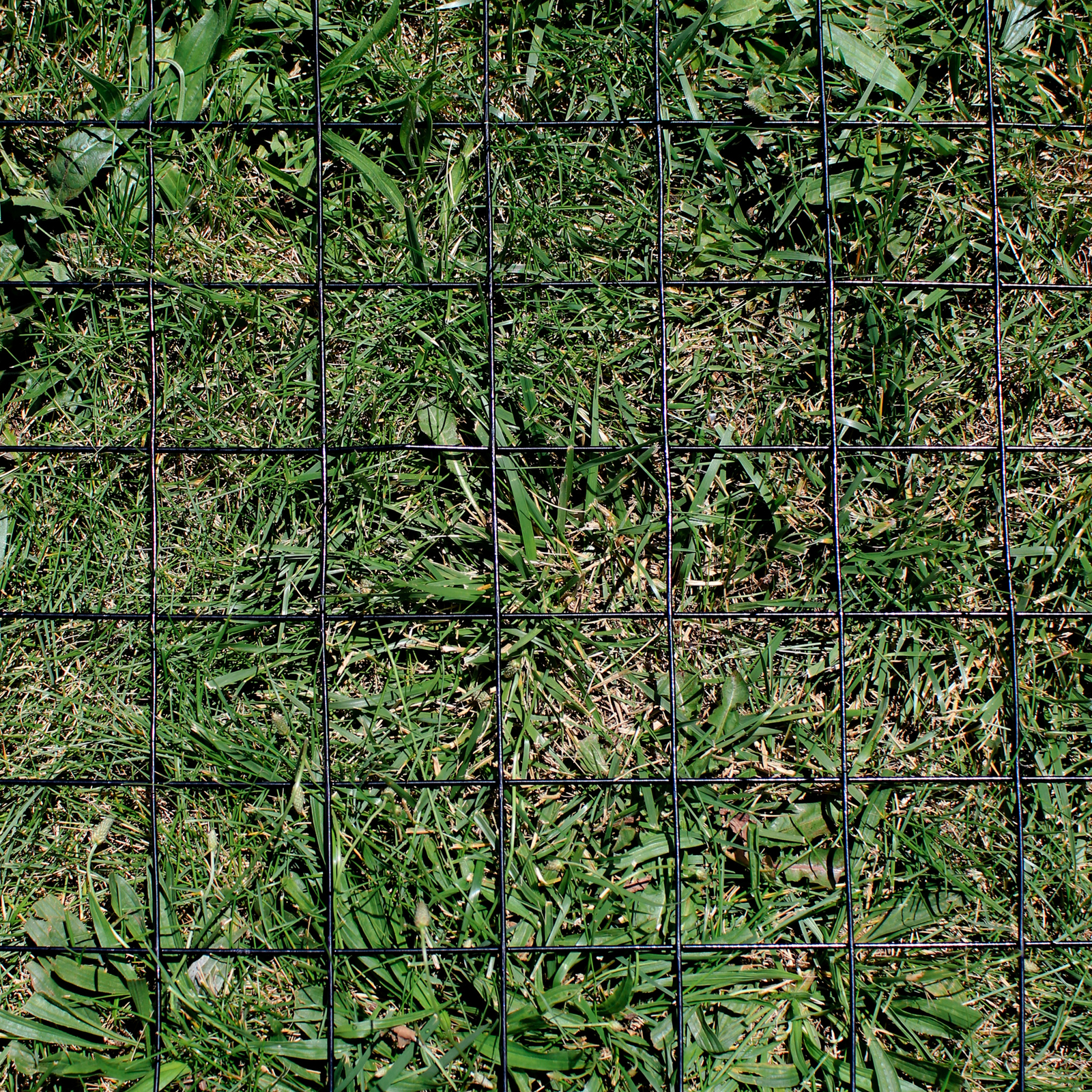 4’x100′ 12.5ga Galv Steel Black PVC Coated Welded Wire 3”x3” – Animal Fencing