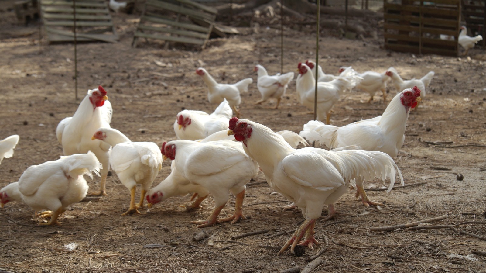 6+ Partridge Orpington Chicken Hatching Eggs Large Fowl