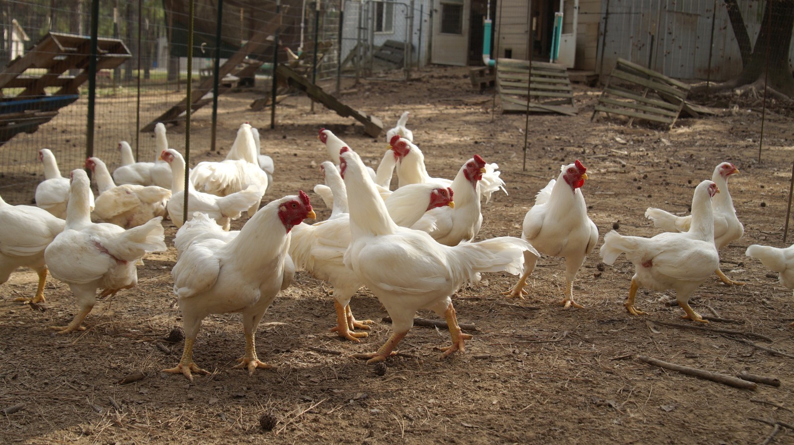6+ Partridge Orpington Chicken Hatching Eggs Large Fowl
