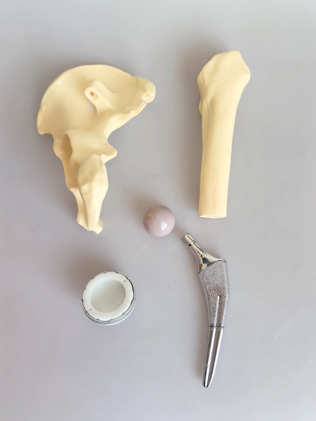 Artificial 1:1 Size Hip Joint Replacement Medical Anatomical Skeleton Model