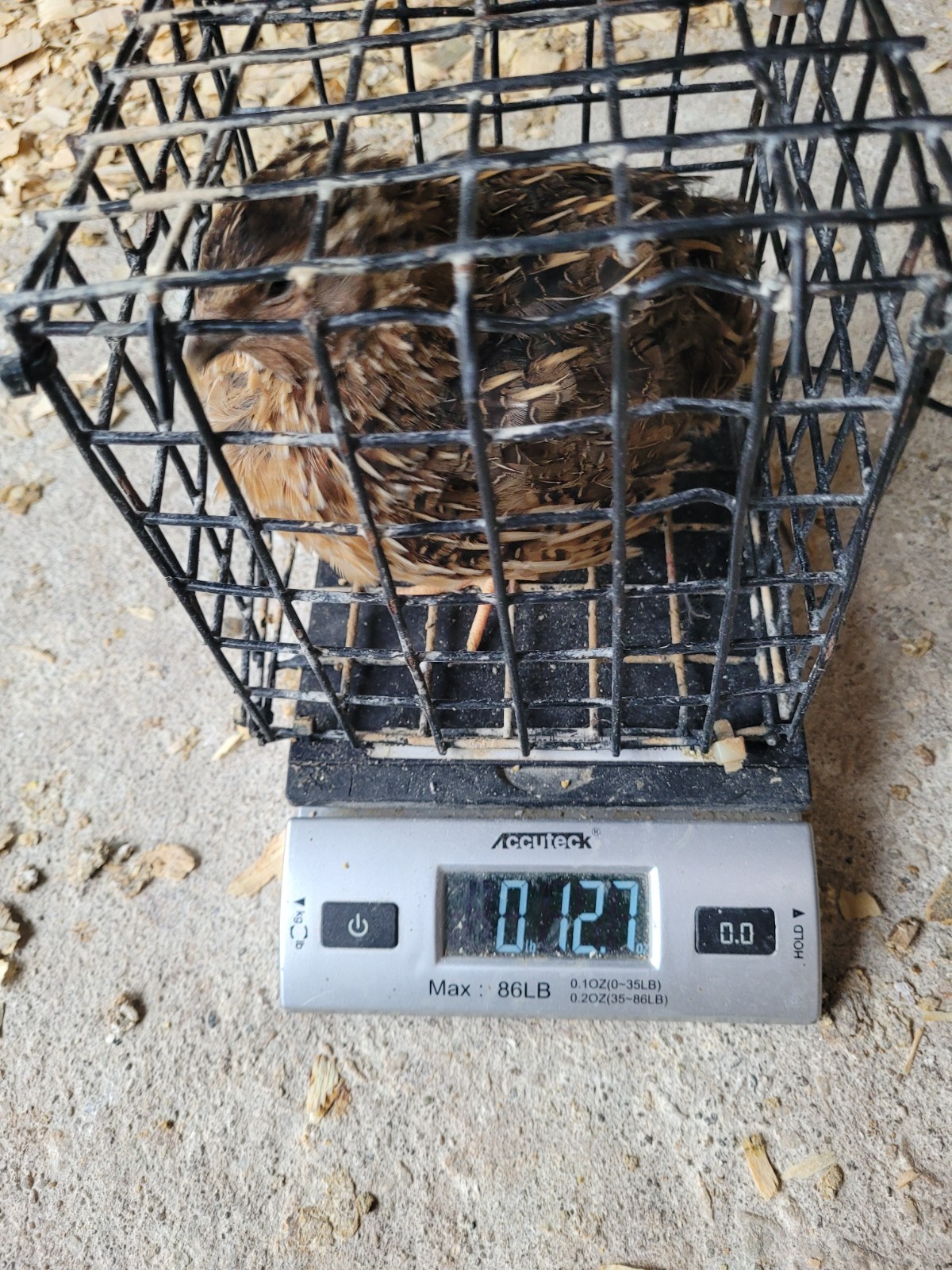 30 Extra large Jumbo Brown hatching eggs